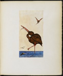 The Brown Willy, from 