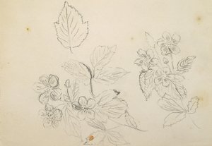 Flower Study by Vincent Colyer
