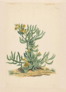 Ice Plant