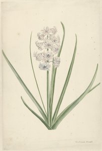 White-Light Blue Hyacinth