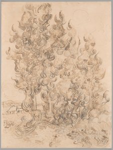 Cypresses