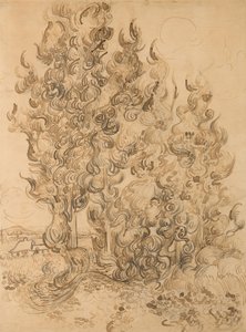 Cypresses