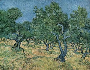 Olive Grove