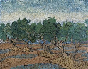 Olive Grove