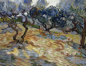 Olive Trees: Bright Blue Sky