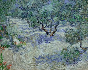 Olive Grove