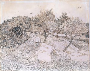Olive Trees at Montmajour