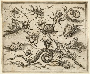 Group of insects and reptiles on plain ground with rocks, including an iguana, a lizard, 1557