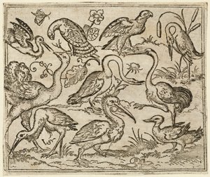 Ostrich on Left Side with Nine Other Birds, Including a Heron and a Pelican, 1557