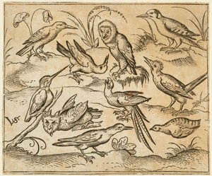 Ten Birds Sitting on Branches and Patches of Grass, Including Two Owls and a Bird
