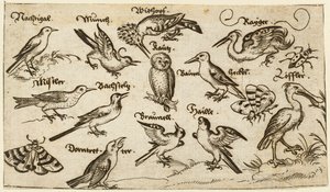 Twelve Types of Birds, Including an Owl and Pelican, Individually Labelled and Positioned