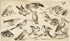Twelve Types of Birds, Including an Owl and Pelican, Individually Labelled and Positioned