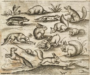 Group of Small Woodland Creatures Eating and Running Around a Pond, Including Mice, Rabbit, Squirrel, Raccoon, Woodchuck, Ferret, Marten, and Badger, from Douce Ornament Prints Album I