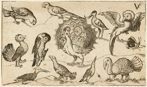 Peacock in Centre Surrounded by Nine Other Birds, Including a Turkey, and a Butterfly on a Minimal Ground with a Small Patch of Grass, from Douce Ornament Prints Album I by Virgilius the elder (after) Solis