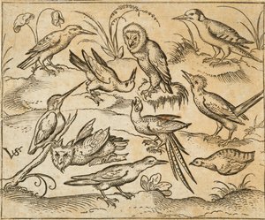 Ten birds sitting on branches and patches of grass, including two owls and a bird with long tail feathers chirping with head back in centre, from Douce Ornament Prints Album I