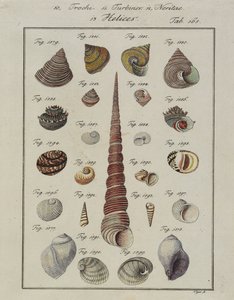 Sea Shells: Trochi, Turbines, Neritae Helices, from Neues Systematisches Conchylien-Cabinet, 1784 by Vogel