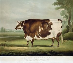 A Short Horned Ox, engraved by John Day, 1856
