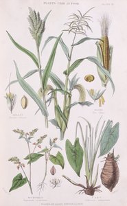 Millet, Maize, Buckwheat and Taro, illustration from A History of the Vegetable Kingdom by William Rhind by W.H. Fitch