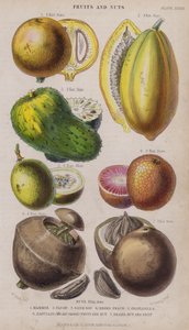 Mammee; Papaw; Sour Sop; Negro Peach; Granadilla; Zabucajo (the lid raised) Fruit and Nut; Brazil Nut and Fruit by W. Fitch