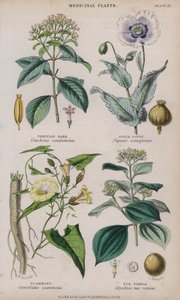 Peruvian Bark; Opium Poppy; Scammony; Nux Vomica by W. Fitch