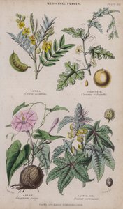 Senna; Colocynth; Jalap; Castor Oil by W. Fitch