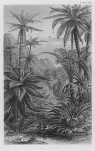 Tree Ferns by W. Fitch