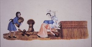 Medieval women harvesting corn, after a scene from the Luttrell Psalter