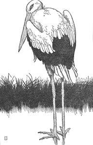 Father-Stork, c1930