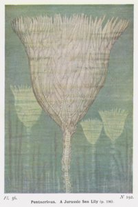Pentacrinus, A Jurassic Sea Lily