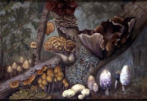 Fungi in Woodland by W. Neville