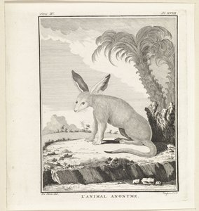 Unknown animal by W. Tringham
