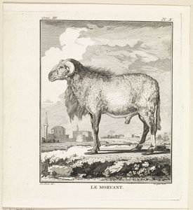 Ram
