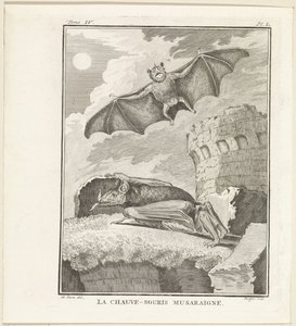 Bats