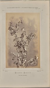 Solanum Sanctum, Cuelli at Èze (Alpes-Maritimes)