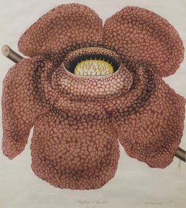 Flower of Rafflesia Arnoldii by Waldell