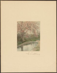 Flowering Tree by Wallace Nutting