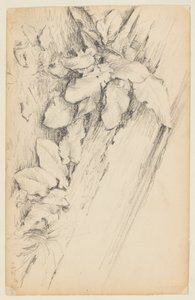 Study of Plants and Rotten Tree Trunk, 155th Street by Walter Clark