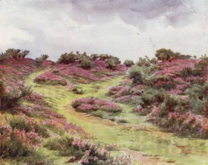 The New Forest: Bell Heather on Setley Plain by Walter Frederick Roofe Tyndale