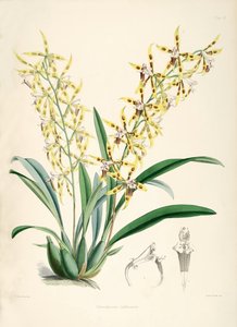 Odontoglossum Lindleyanum