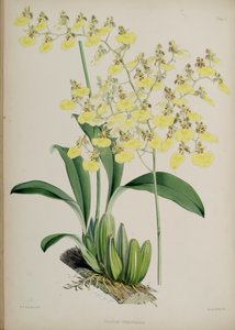 Oncidium Bifolium