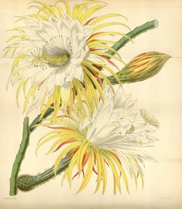 Selenicereus Macdonaldiae by Walter Hood Fitch