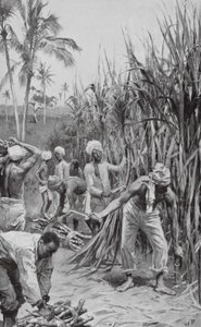 Trinidad Coolies at Work in a Cane-Field by Walter Paget