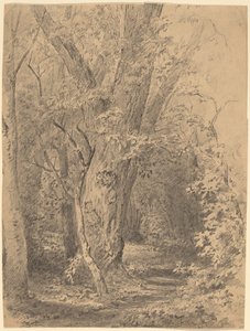 Tree and Foliage by Walter Shirlaw