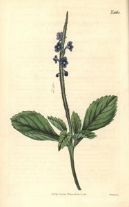 Blue Verbena - Jamaica Bastard-Vervain, Stachytarpheta Jamaicensis, Handcoloured Copperplate Engraving by Weddell from John Sims