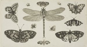 A Dragonfly, Ladybirds, and Butterflies, from Diversae Insectorum...Figurae