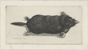 Dead Mole