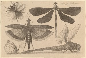 Dragonflies, a Bumble-Bee, and a Butterfly