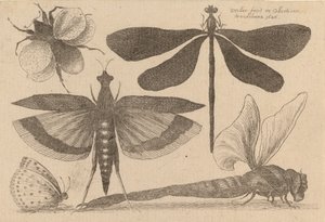 Dragonflies and a Bumble Bee
