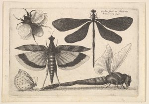Dragonflies and a Bumble Bee