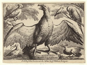 Eagle and other birds by Wenceslaus Hollar